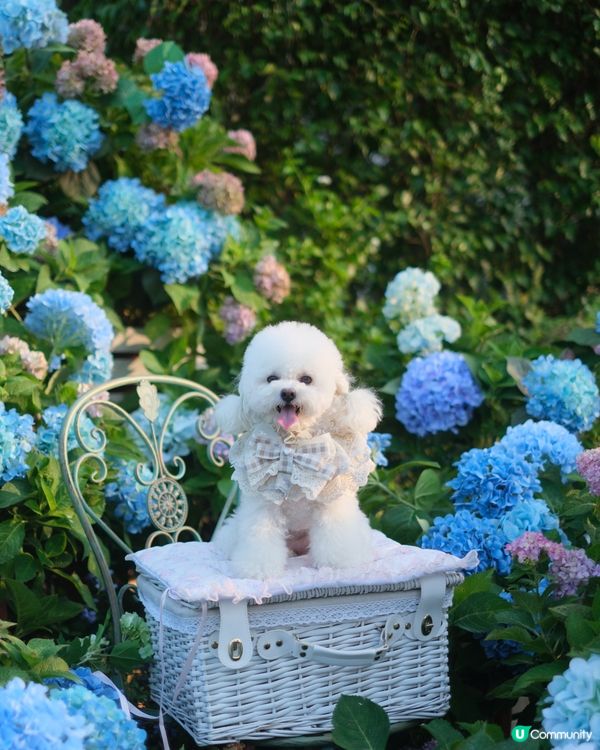 香港秘密繡球花園