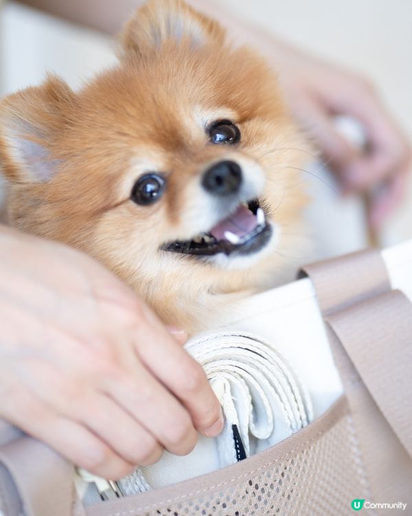 限時優惠｜LAMBWOLF高質小型犬專用便攜袋