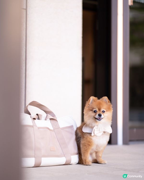 限時優惠｜LAMBWOLF高質小型犬專用便攜袋