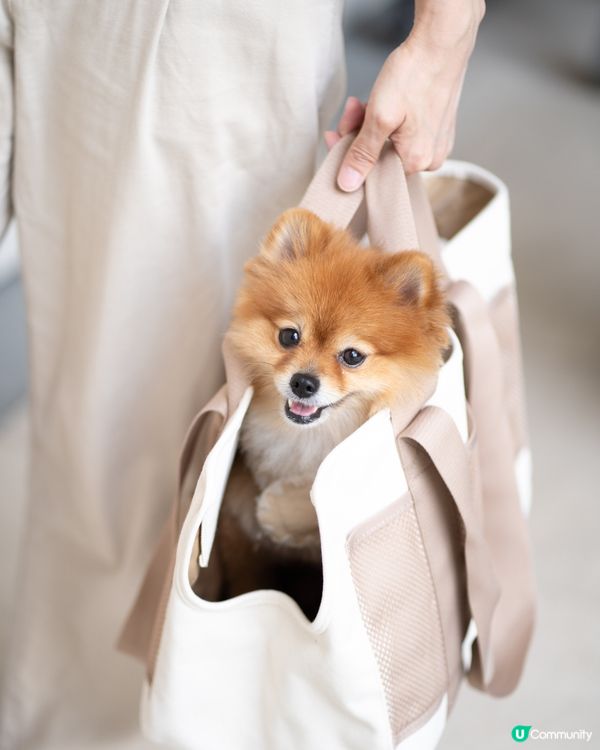 限時優惠｜LAMBWOLF高質小型犬專用便攜袋