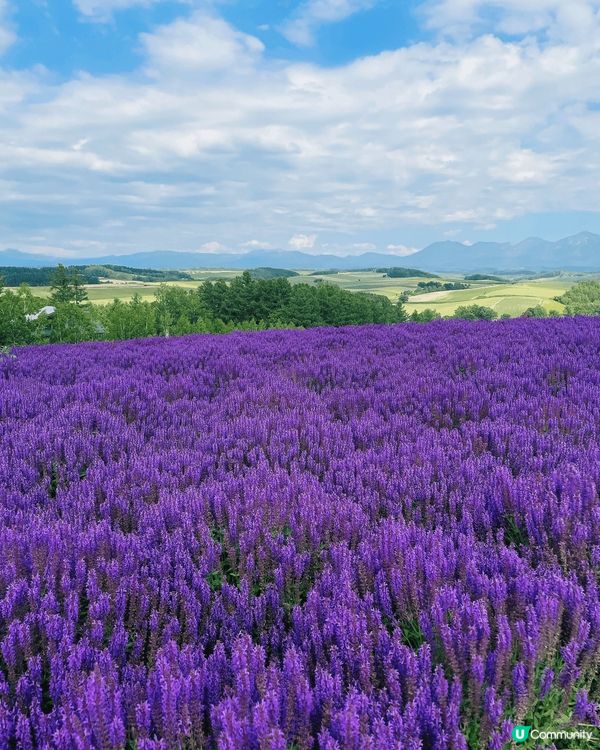 北海道的夏天，這些自然景觀提供了視覺上的享受，感受到大自然的...