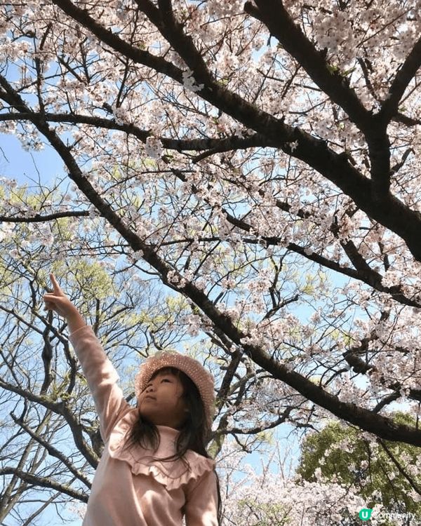 櫻花樹下的九州，任何角度影也是美！