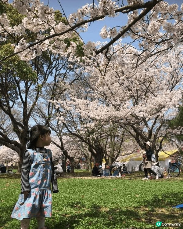 櫻花樹下的九州，任何角度影也是美！