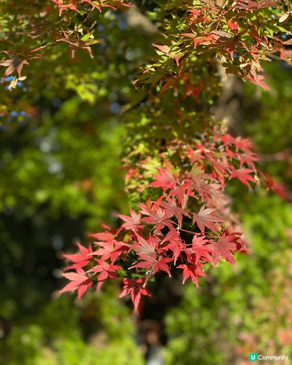 日本深秋的紅葉好美！隨手都可以影到勁靚?打卡相！