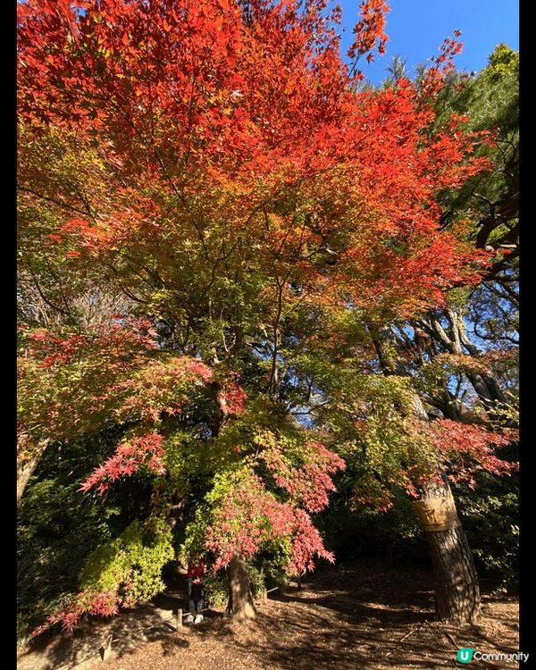 日本深秋的紅葉好美！隨手都可以影到勁靚?打卡相！