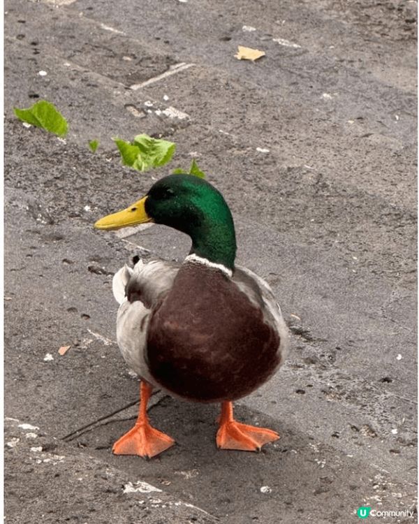 在德國沿路惷外發現的風景