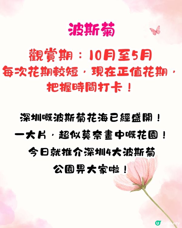 深圳賞花2024︳深圳賞花好去處4大推介📸波斯菊公園20000平方米花海如莫奈花園🎨