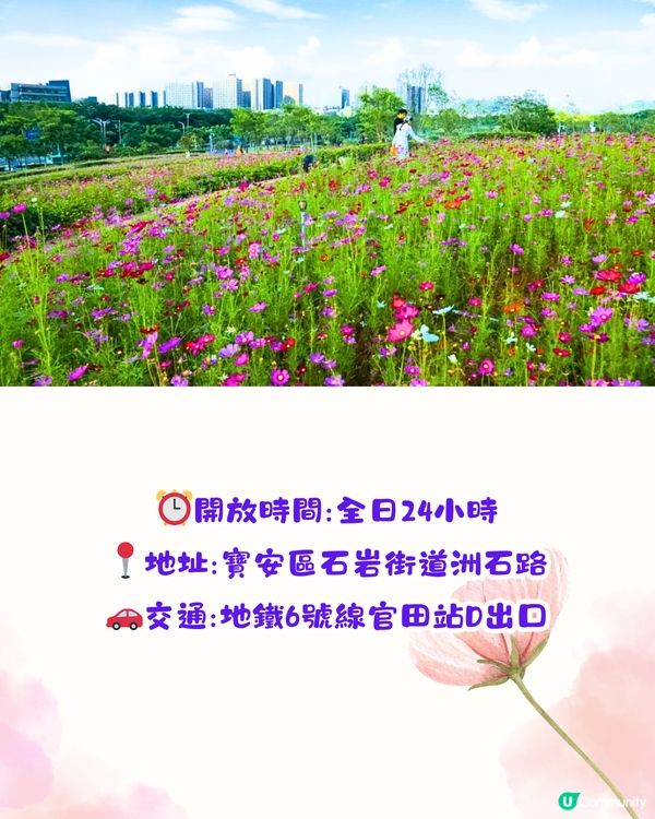 深圳賞花2024︳深圳賞花好去處4大推介📸波斯菊公園20000平方米花海如莫奈花園🎨