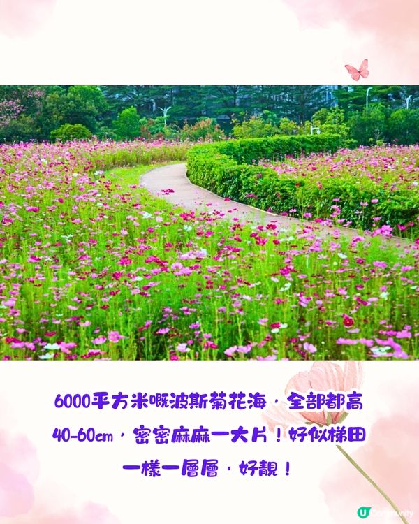 深圳賞花2024︳深圳賞花好去處4大推介📸波斯菊公園20000平方米花海如莫奈花園🎨