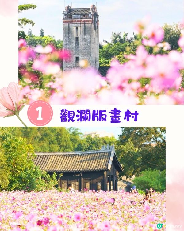深圳賞花2024︳深圳賞花好去處4大推介📸波斯菊公園20000平方米花海如莫奈花園🎨