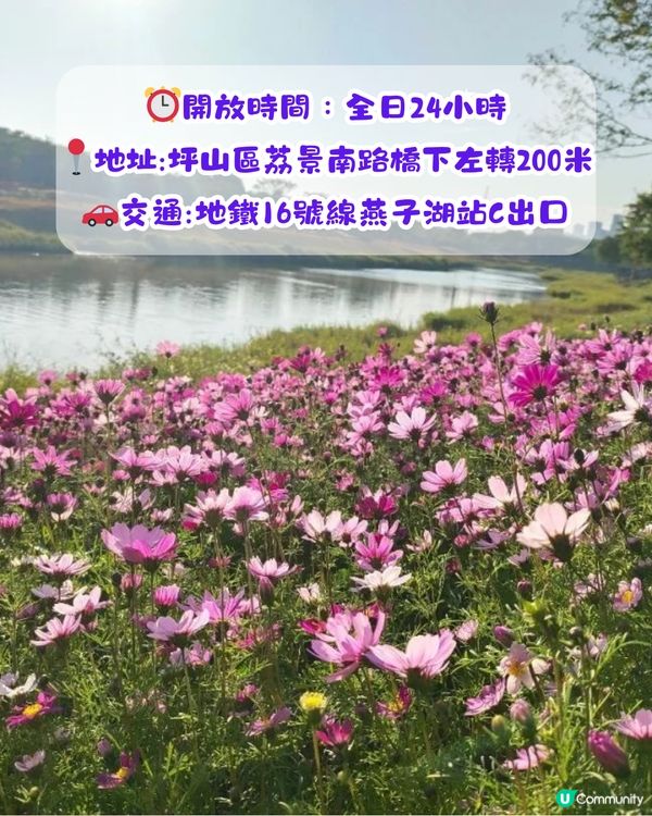 深圳賞花2024︳深圳賞花好去處4大推介📸波斯菊公園20000平方米花海如莫奈花園🎨
