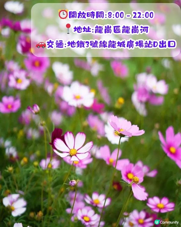 深圳賞花2024︳深圳賞花好去處4大推介📸波斯菊公園20000平方米花海如莫奈花園🎨