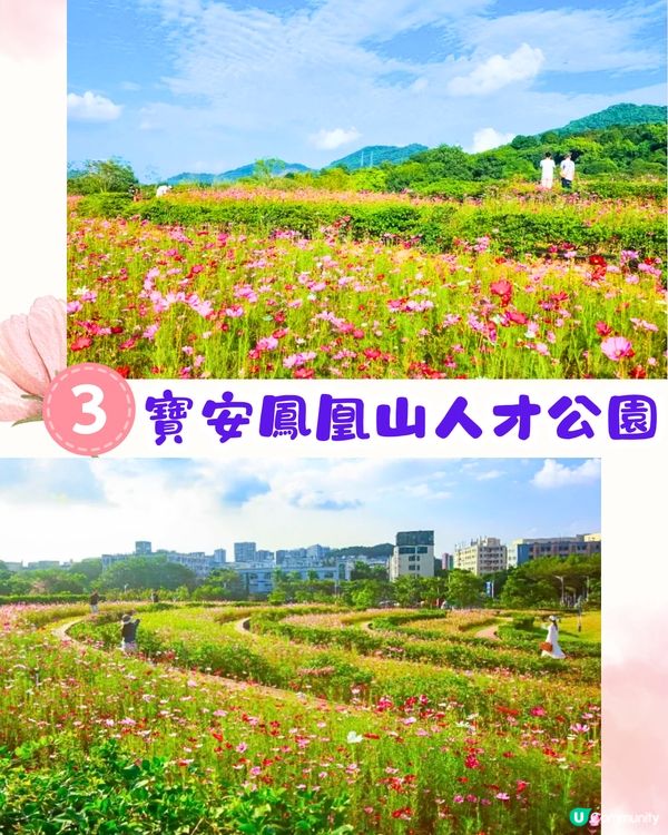 深圳賞花2024︳深圳賞花好去處4大推介📸波斯菊公園20000平方米花海如莫奈花園🎨