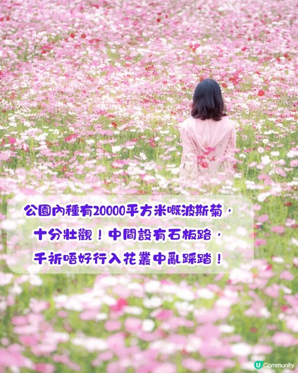 深圳賞花2024︳深圳賞花好去處4大推介📸波斯菊公園20000平方米花海如莫奈花園🎨