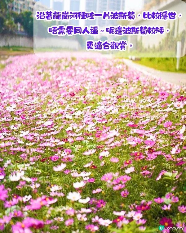 深圳賞花2024︳深圳賞花好去處4大推介📸波斯菊公園20000平方米花海如莫奈花園🎨