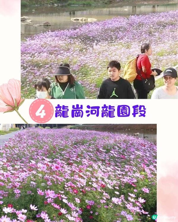 深圳賞花2024︳深圳賞花好去處4大推介📸波斯菊公園20000平方米花海如莫奈花園🎨