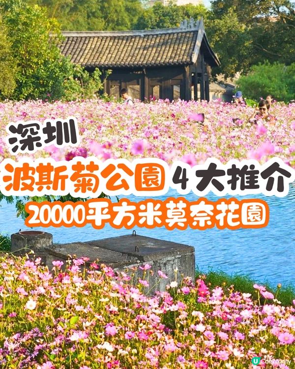 深圳賞花2024︳深圳賞花好去處4大推介📸波斯菊公園20000平方米花海如莫奈花園🎨