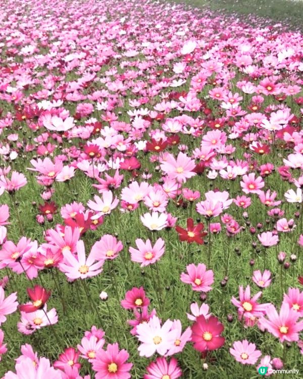 深圳賞花2024︳深圳賞花好去處4大推介📸波斯菊公園20000平方米花海如莫奈花園🎨