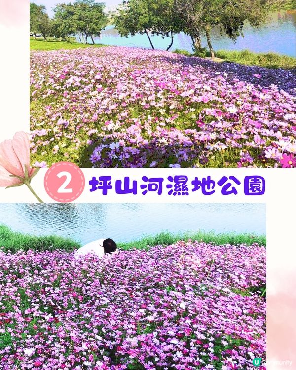 深圳賞花2024︳深圳賞花好去處4大推介📸波斯菊公園20000平方米花海如莫奈花園🎨