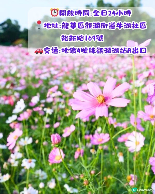 深圳賞花2024︳深圳賞花好去處4大推介📸波斯菊公園20000平方米花海如莫奈花園🎨