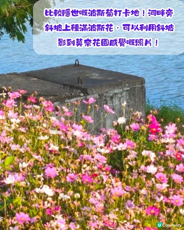 深圳賞花2024︳深圳賞花好去處4大推介📸波斯菊公園20000平方米花海如莫奈花園🎨