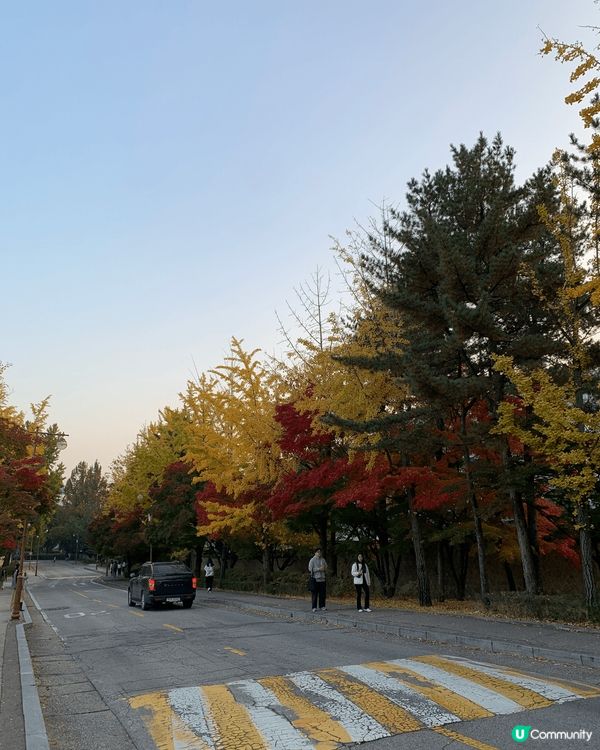 去年秋天去?韓國首爾?成均館大學，正值紅葉季節，整個校園都被...