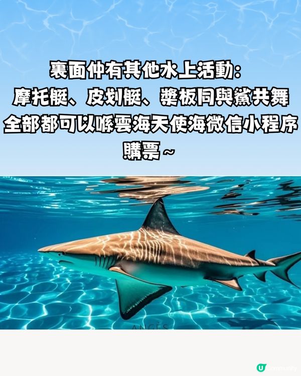 深圳天使灣遊玩攻略🌊釜山同款膠囊列車/粉黛草花海🩷