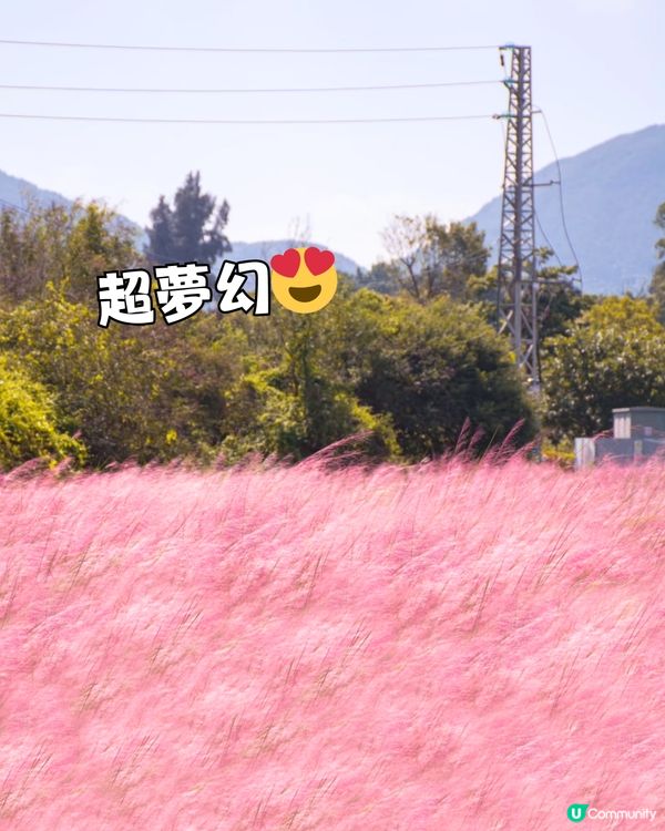 深圳天使灣遊玩攻略🌊釜山同款膠囊列車/粉黛草花海🩷