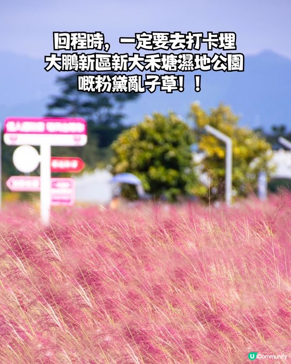 深圳天使灣遊玩攻略🌊釜山同款膠囊列車/粉黛草花海🩷