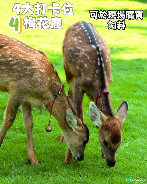 深圳天使灣遊玩攻略🌊釜山同款膠囊列車/粉黛草花海🩷