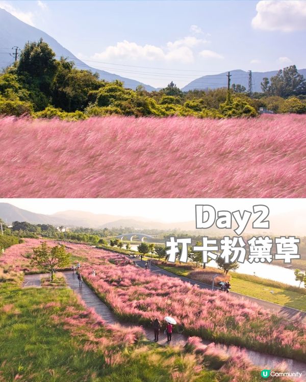 深圳天使灣遊玩攻略🌊釜山同款膠囊列車/粉黛草花海🩷