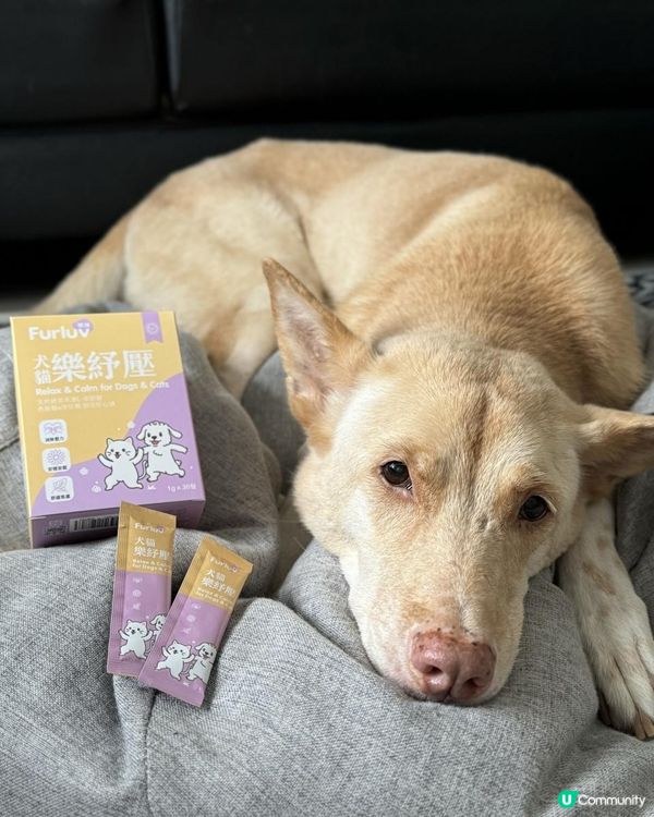 穩定狗狗情緒的保健品