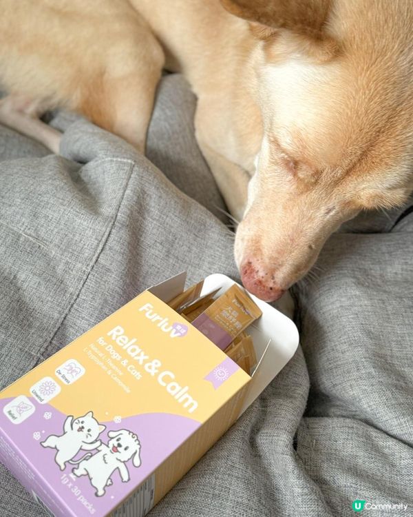 穩定狗狗情緒的保健品