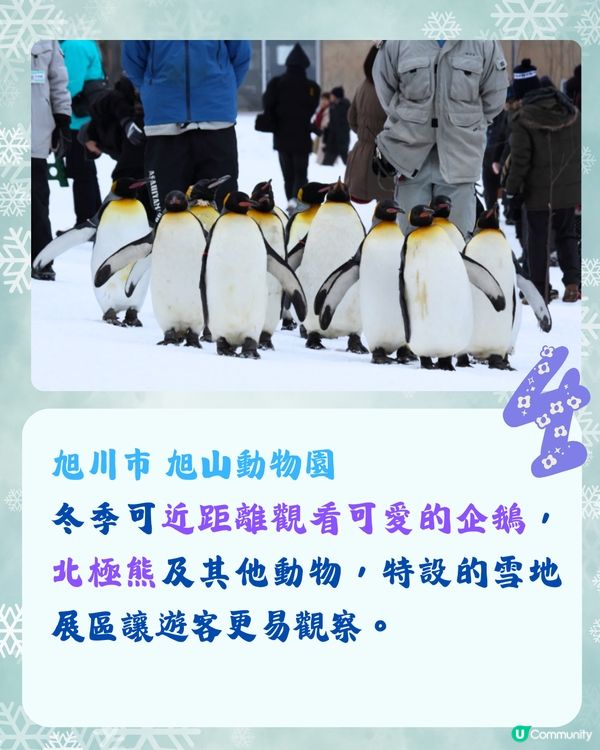 北海道冬季必訪9大絕美景點☃️浪漫點燈/雪祭/動物園❄️附交通🇯🇵