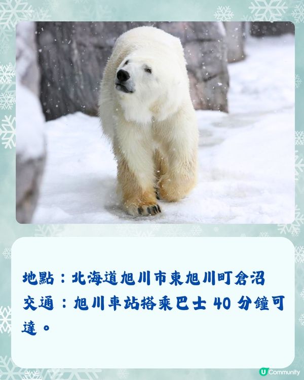 北海道冬季必訪9大絕美景點☃️浪漫點燈/雪祭/動物園❄️附交通🇯🇵