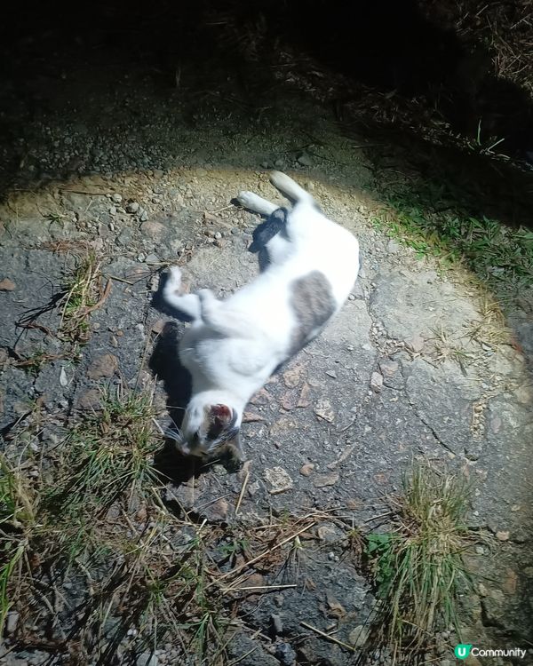 𦧲地貓😼trick or treat?