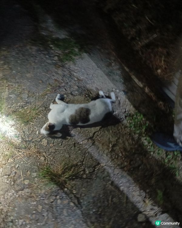 𦧲地貓😼trick or treat?