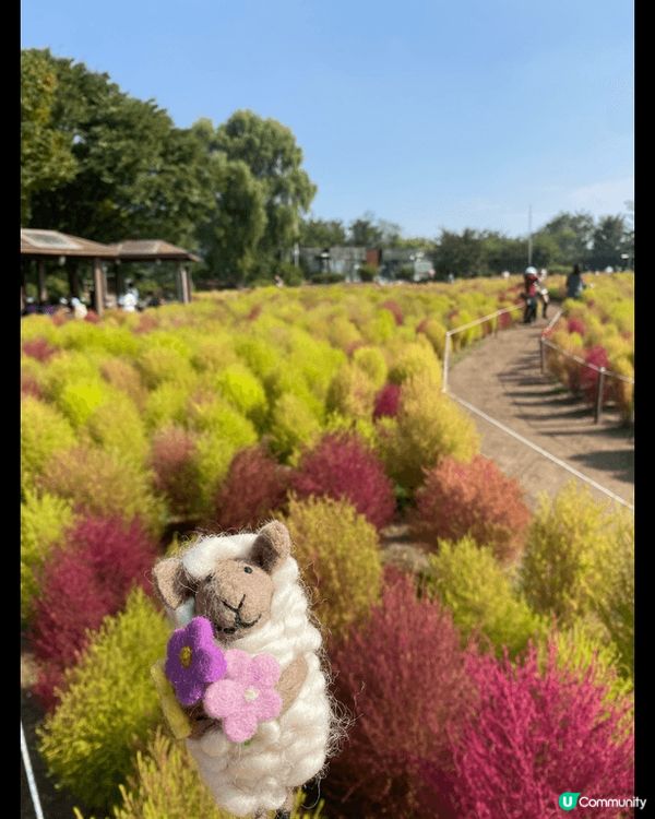 韓國秋季限定｜粉紅波波草 +芒草