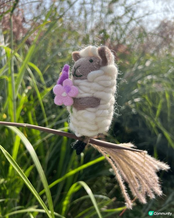 韓國秋季限定｜粉紅波波草 +芒草