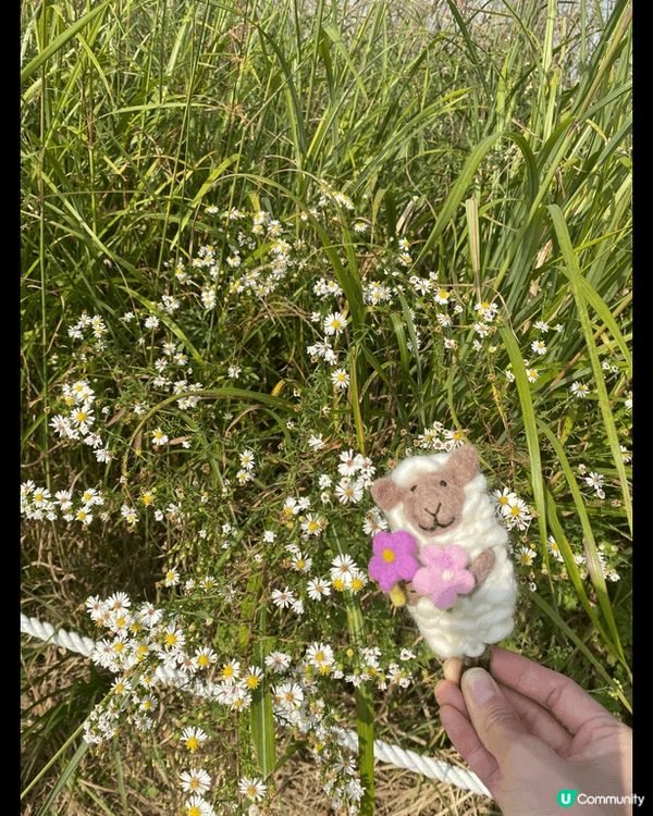 韓國秋季限定｜粉紅波波草 +芒草