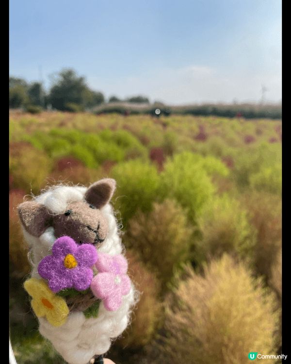 韓國秋季限定｜粉紅波波草 +芒草