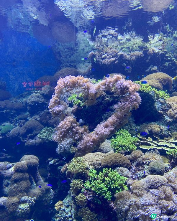 飛船樂園海底世界好適合打卡,樂園遊玩設施比較bb班,帶小朋友...