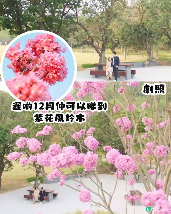 黑色月光熱播中📺劇集同款4大深圳好去處‼️羅馬風格廣場/超靚低碳公園
