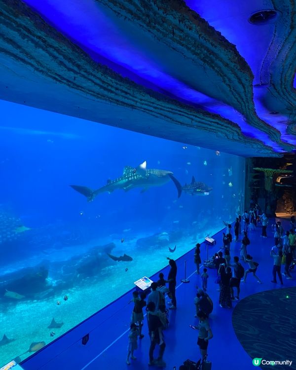 珠海長隆海洋王國:有好多刺激嘅機動遊戲,有一個我驚到只敢玩一...