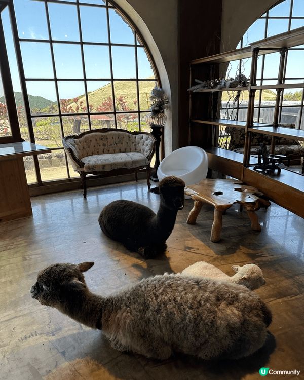 濟州的動物農場 