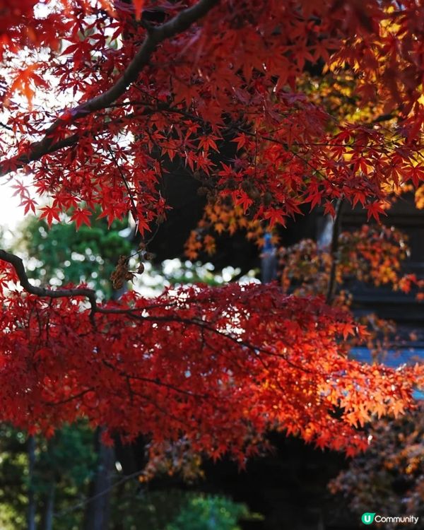 🇯🇵鐮倉賞楓必去三大景點 詳細攻略
