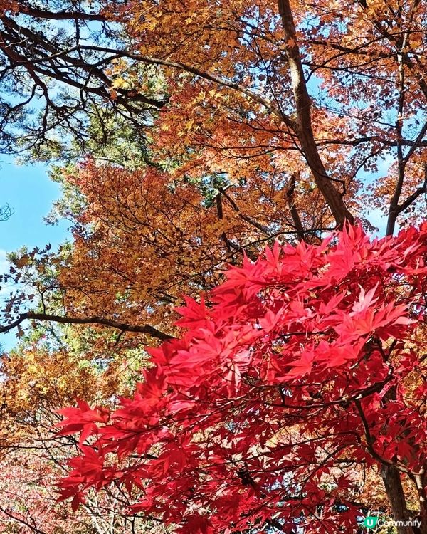 🇯🇵鐮倉賞楓必去三大景點 詳細攻略