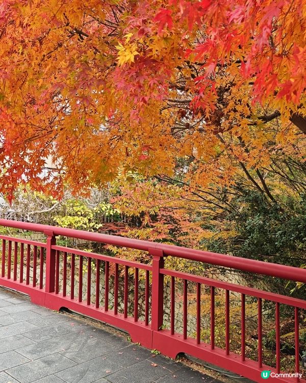 🇯🇵鐮倉賞楓必去三大景點 詳細攻略