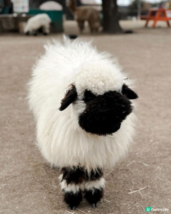 濟州黑面羊🐑可愛到爆!😍