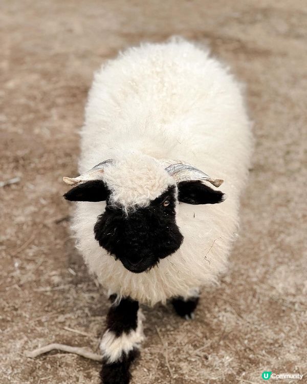 濟州黑面羊🐑可愛到爆!😍